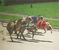 Flagler Dog Track 