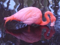 Miami Flamingo Gardens 
