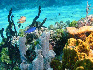 Visite Andros Puerto de Ingreso en las Bahamas